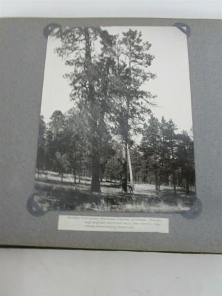 Photo Album with B&W Pictures National Forests 75,  Vintage 4