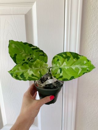 Aglaonema Pictum Tri - Color - Rare Houseplant