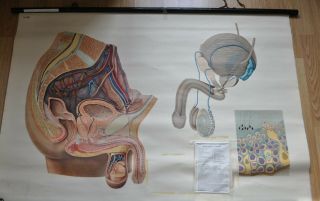 Vintage Male Pelvic Organs Anatomy Roll Down Poster Print Wall Chart Germany