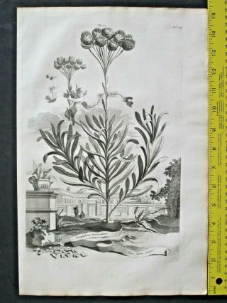 Rare&large Flower Eng.  A.  Munting,  Aardgewassen,  American Cudweed,  Gnaphalium,  1696