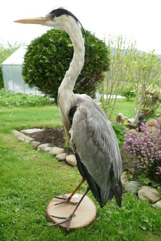 Old Lovely Vintage Grey Heron Taxidermy Collectors About 1970