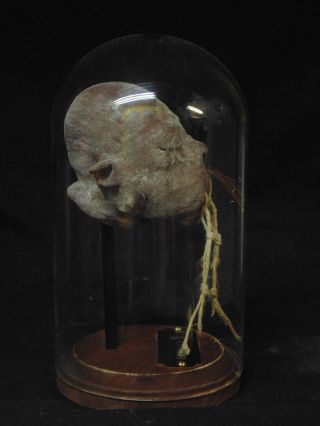 Rare Shrunken Head Collectible,  Mummified,  Obscure,  Wunderkammer,  Sideshow Gaff,  Odd
