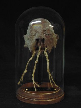 RARE SHRUNKEN HEAD COLLECTIBLE,  MUMMIFIED,  OBSCURE,  WUNDERKAMMER,  SIDESHOW GAFF,  ODD 4