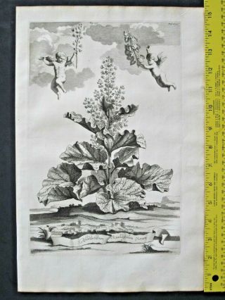 Rare&large Flower Eng.  A.  Munting,  Aardgewassen,  Rhubarb,  Rhabarbarum Rotundifol.  1696