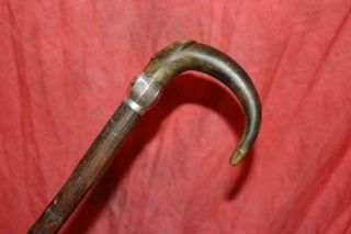 Antique Horn Handled Cane W/natural Bark Hickory Shaft,  Faceted Sterling Collar