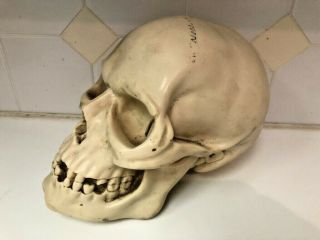 Vintage Skull Signed A.  Santini,  Italy Heavy 7 Lbs,  Sculpture 6 " H X 9 1/2 " L