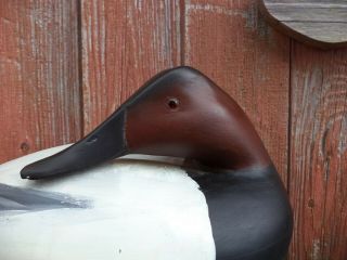 Drake Preener Bull Canvasback By William Bill Goenne Decoy