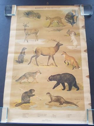 1965 Pennsylvania Game Commission Poster " Mammals Of The Mountain " 30 " X 20 "