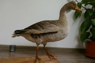 Old Lovely Vintage Premium Gray Goose Taxidermy Collectors About 1970