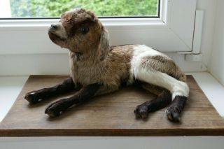 Old Lovely Vintage Premium Baby Lamb Taxidermy Collectors About 1970