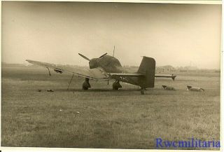 Best Luftwaffe Ju - 87 Stuka Dive Bomber Parked W/ Canopy Tarp On Airfield