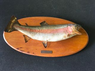 Vintage Mounted Rainbow Trout Caught In 1957 At White River In Bull Shoals Ar