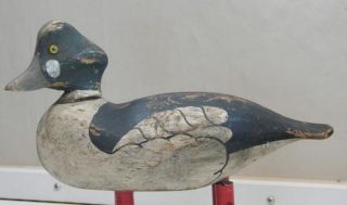 Drake Whistler Duck Decoy Attributed To Upstate York