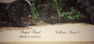 Gene Gray - Striped Skunk - print 1969 SIGNED LTD ED.  Vintage Animal Prints 3