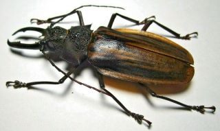 CERAMBYCIDAE Prioninae Macrodontia antonkozlovi,  male XL 84,  9mm Rare FROM PERÚ 4