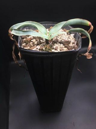 Huge 2 Headed/ (s) ? Welwitschia Mirabilis Specimen 3 Very Rare Succulent