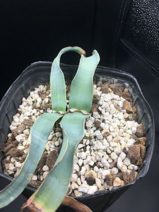 HUGE 2 HEADED/ (s) ? Welwitschia Mirabilis Specimen 3 VERY RARE SUCCULENT 2