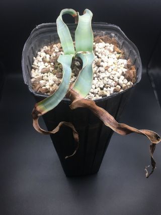 HUGE 2 HEADED/ (s) ? Welwitschia Mirabilis Specimen 3 VERY RARE SUCCULENT 3
