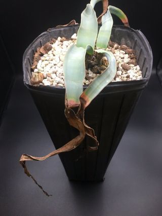 HUGE 2 HEADED/ (s) ? Welwitschia Mirabilis Specimen 3 VERY RARE SUCCULENT 4