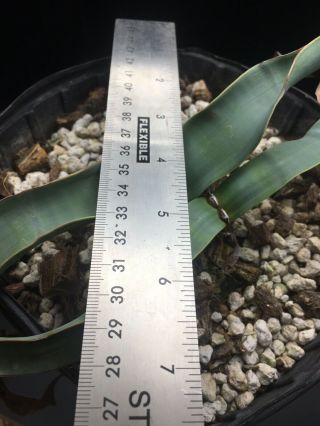HUGE 2 HEADED/ (s) ? Welwitschia Mirabilis Specimen 3 VERY RARE SUCCULENT 7