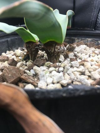 HUGE 2 HEADED/ (s) ? Welwitschia Mirabilis Specimen 3 VERY RARE SUCCULENT 8