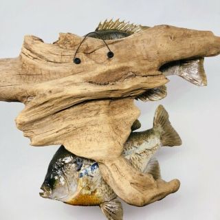 Vintage Taxidermy Bluegill Fish Wood Carving Fishing Decor Wildlife Art Mount 16 8