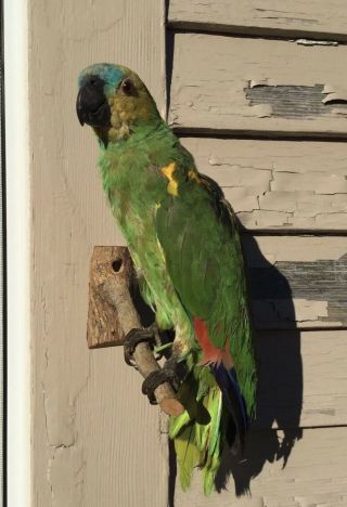 Vintage Taxidermy Amazon Green Parrot Beloved Pet Mount