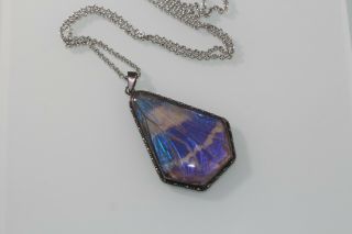 Rare VINTAGE SIGNED THOMAS L.  MOTT Butterfly Wing Pendant on Chain Necklace 2