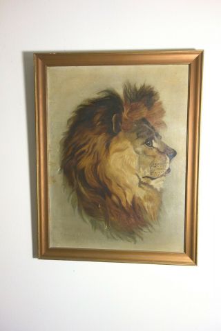 Lion Portrait Vintage Oil On Canvas C1935 Artist Tillie Kaufman 19x25 " Framed