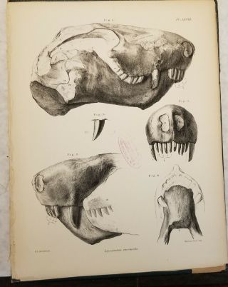 Richard Owen 1876 Fossil Reptilia South Africa Paleontology Very Rare