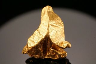 RARE LOCALE Native Gold Crystal NOLAN GOLD MINE,  ALASKA 12