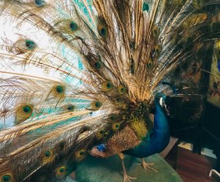 Full Mount Rare Vintage Taxidermy Peacock