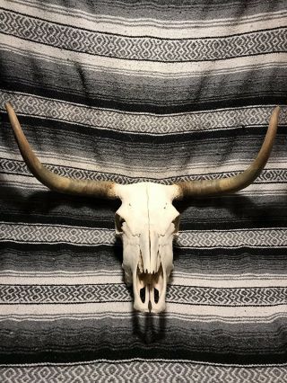 Long Horn Steer Skull Vintage Taxidermy Horns Bull Skull Horn 32”
