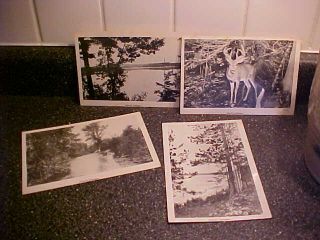 4 Vintage Idlewild Picture Postcards