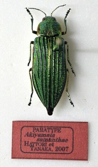 Paratype.  Buprestidae Buprestis (akiyamaia) Samanthae Extremely Rare Species