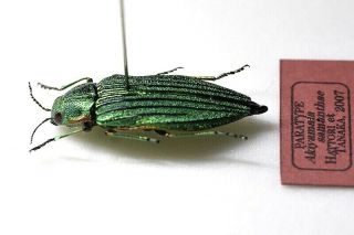 PARATYPE.  Buprestidae Buprestis (Akiyamaia) samanthae EXTREMELY RARE SPECIES 2