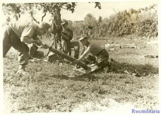 Press Photo: Rare German Elite Waffen Granatwerfer Crew W/ Mortar; Italy 1944
