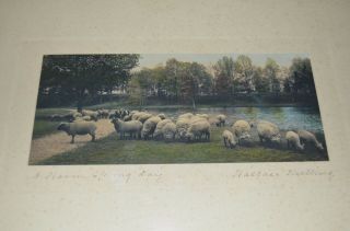 Vintage Wallace Nutting Hand Colored Photo Of Sheep " A Warm Spring Day " Signed