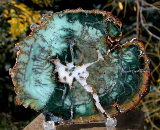 Sis: 2 - Tone Green & Black Dendrite African Petrified Wood Round - Ultra - Rare