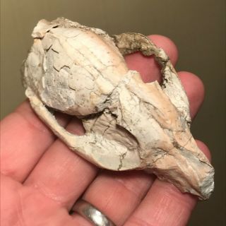 Rare Hesperocyon Skull Fossil - Oligocene White River -