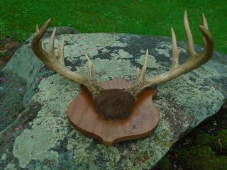 Whitetail Deer Antlers Maine Big Rack Vintage 15 Pointer