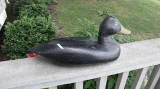 Old Black Duck Hunting Decoy Full Size Hollow Full Size - 15 " Bill To Tail