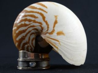 Vintage Sea shell on Sterling Slilver Mount (45g) Moonstone cabochon 2