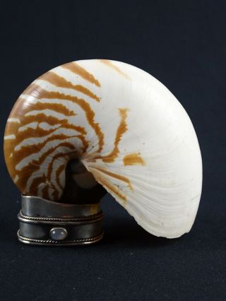 Vintage Sea shell on Sterling Slilver Mount (45g) Moonstone cabochon 3