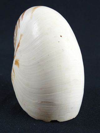 Vintage Sea shell on Sterling Slilver Mount (45g) Moonstone cabochon 4