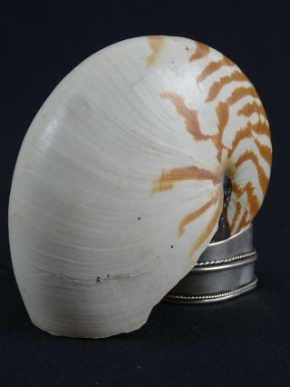 Vintage Sea shell on Sterling Slilver Mount (45g) Moonstone cabochon 5