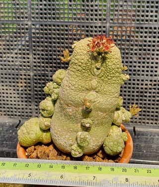 28.  Pseudolithos Migiurtinus (mother Plant) Very Rare And Succulent