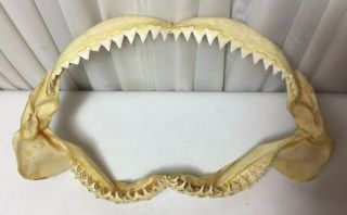 Vintage 10”bull Shark Jaw Teeth Taxidermy Science