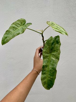 Rare Philodendron Paraiso Verde (aroid Anthurium,  Monstera) Variegated