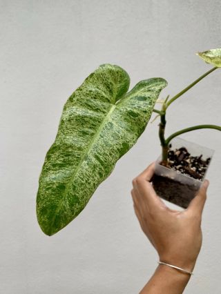 RARE PHILODENDRON PARAISO VERDE (aroid anthurium,  monstera) VARIEGATED 2